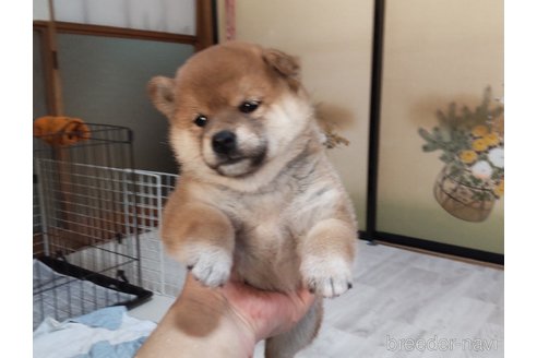 成約済の秋田県の柴犬-335156の5枚目